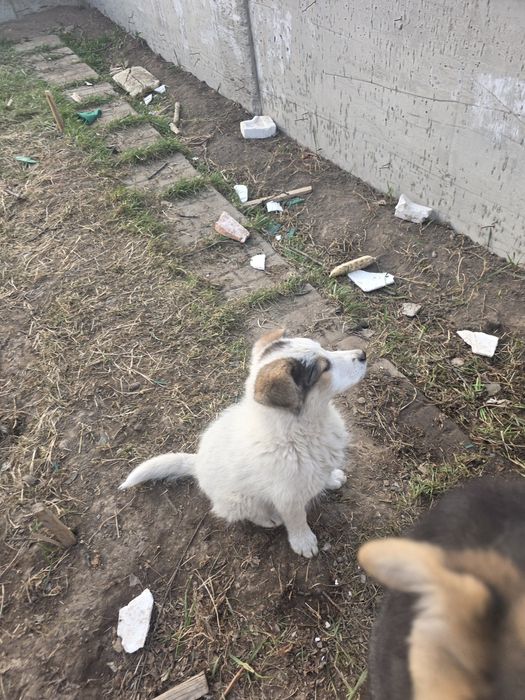 Отдам в добрые руки даром!