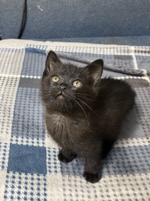 Котенок скотиш страйт