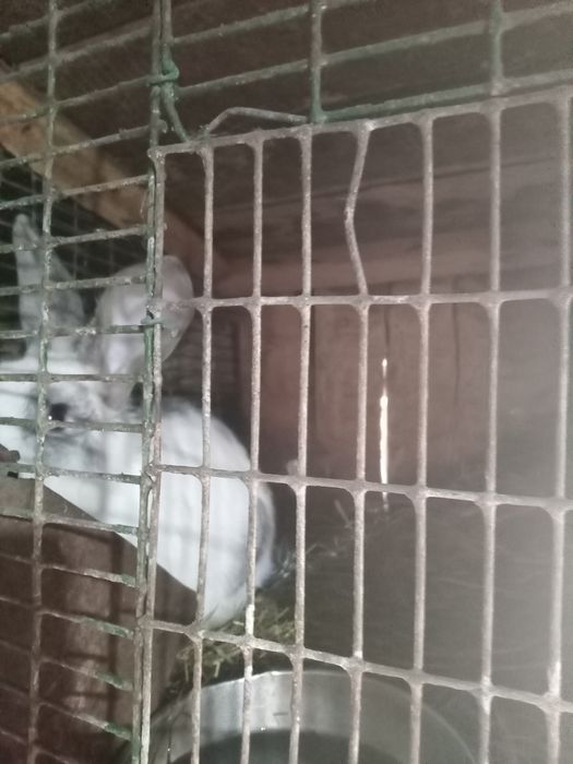 Молодой крол 9 мес