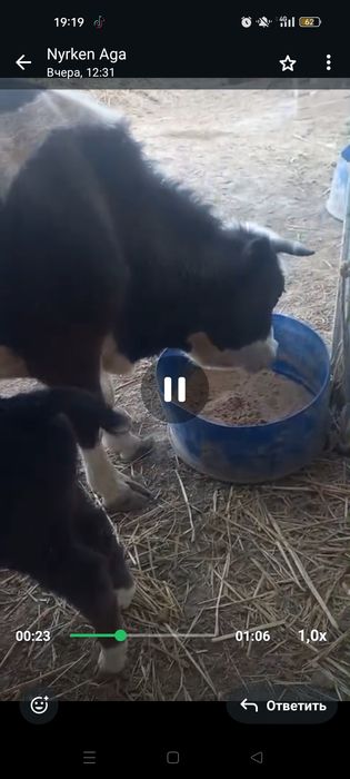 бұзаулы сиыр сатылады