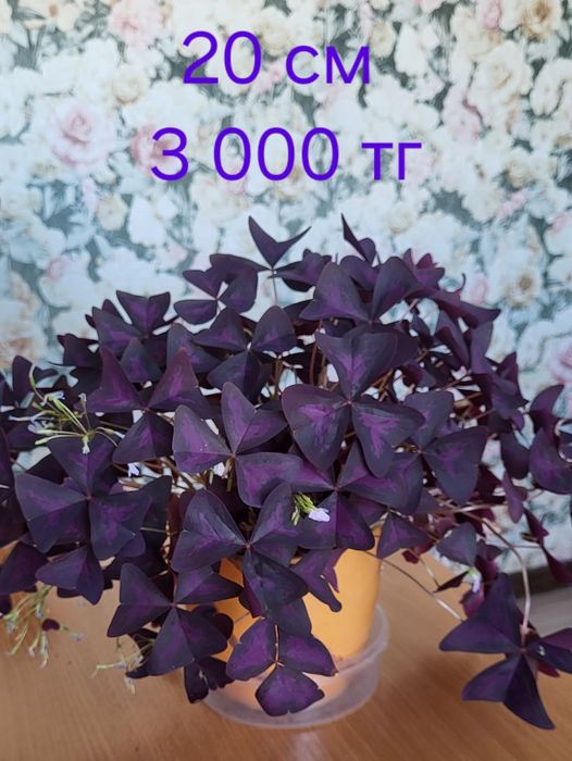 Продам комнатные цветы