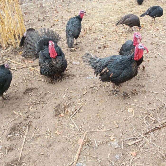 Курка хорозла сотилади