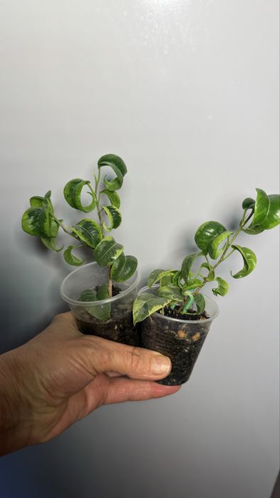 Фикус Бенджамина  Ирэн, Нина, Эльдорадо, Мутабилис