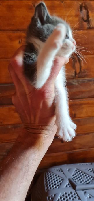Pisicute de adoptat