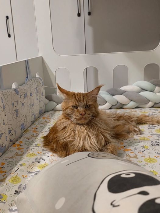 Мейн кун беслатно