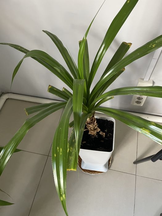 Продам комнатные цветы