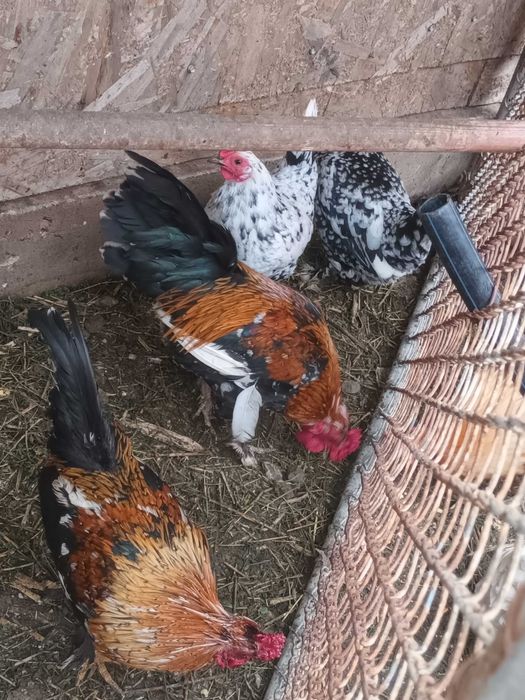 Cocoșei pitici de vanzare