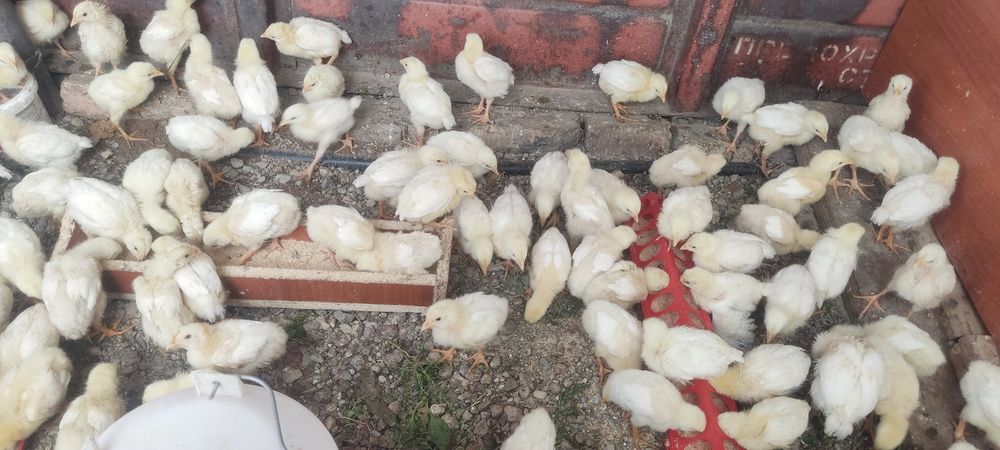 Продам бройлеров цыплят привитые шустрые подросшие