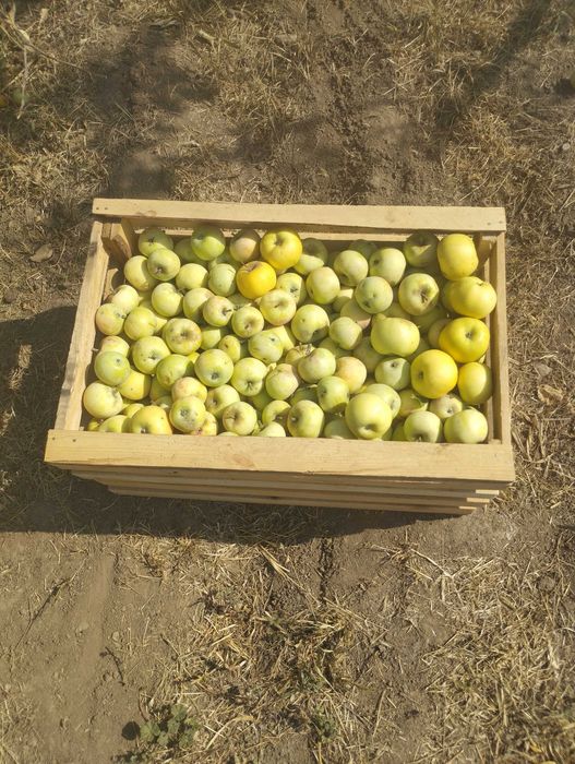 Продам яблоко домашний