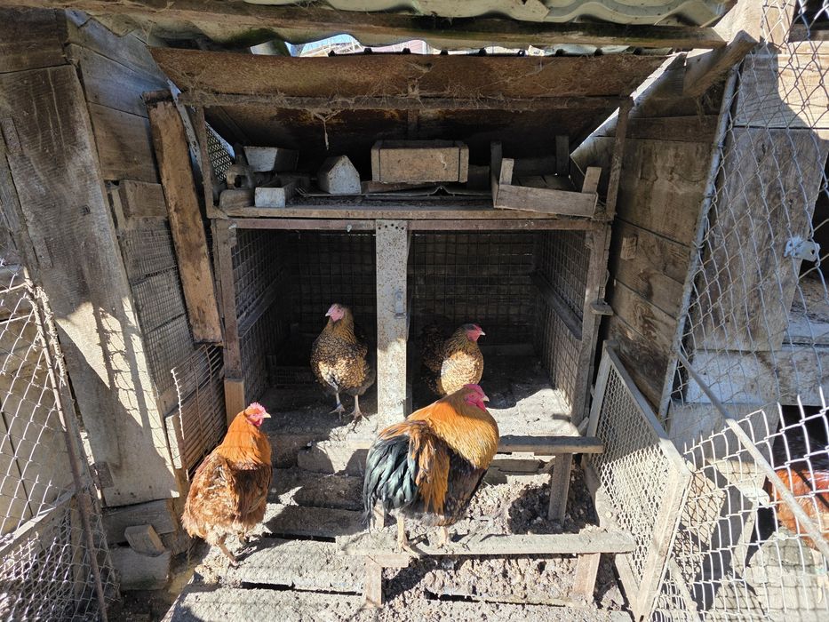 Găini wyandotte gsg