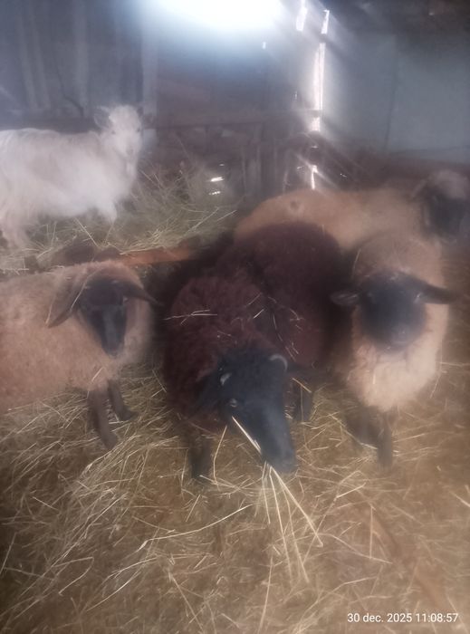 Miei și iezi de vanzare