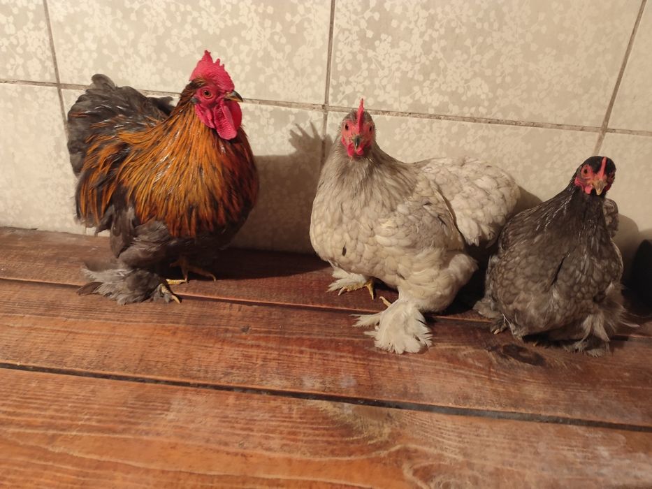 Карликовые кохинхины пепельные