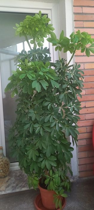 Vând planta Schefflera