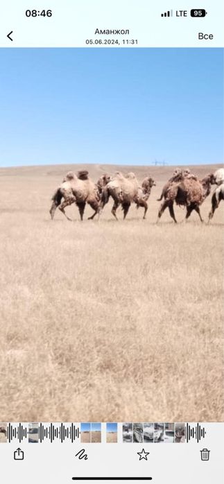 Продам верблюд (туие сатамын )