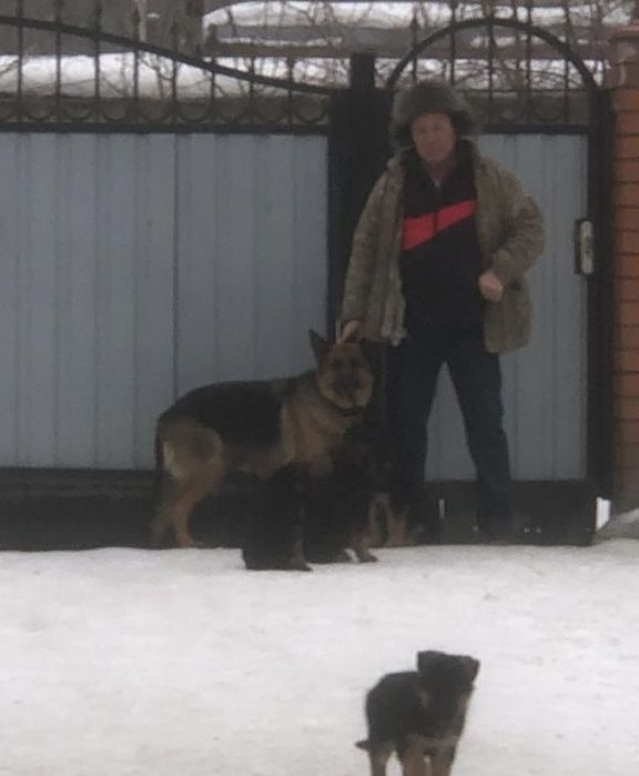 щенки немецкая овчарка