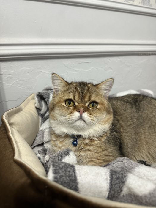 Вязка Кот Скотиш Страйт Золотая шиншила