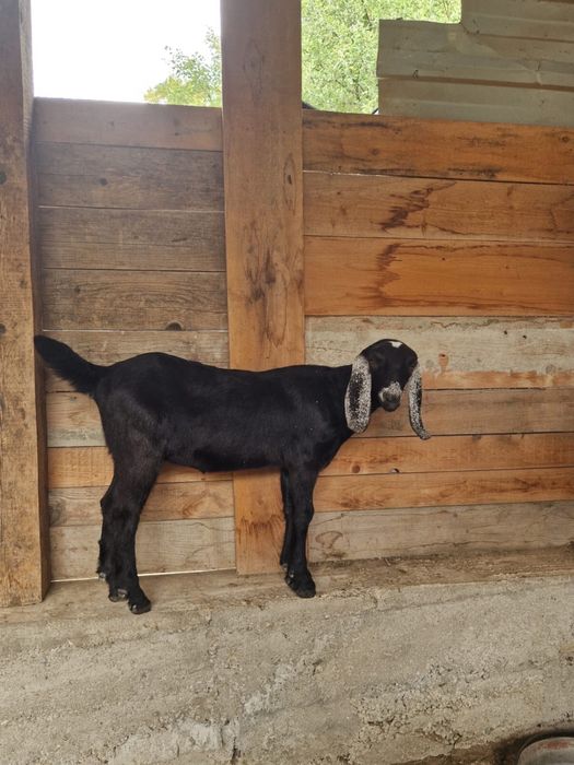 Iada anglonubian din parinti cu pedigree  schimb cu  baloti sau porumb