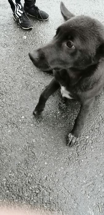 Срочно!!! Пристраиваем собачку!!!