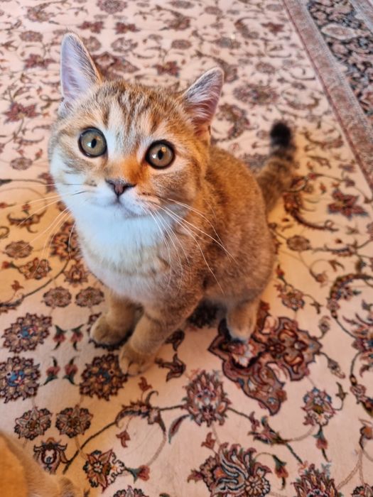 Кот скотиш страйк продам