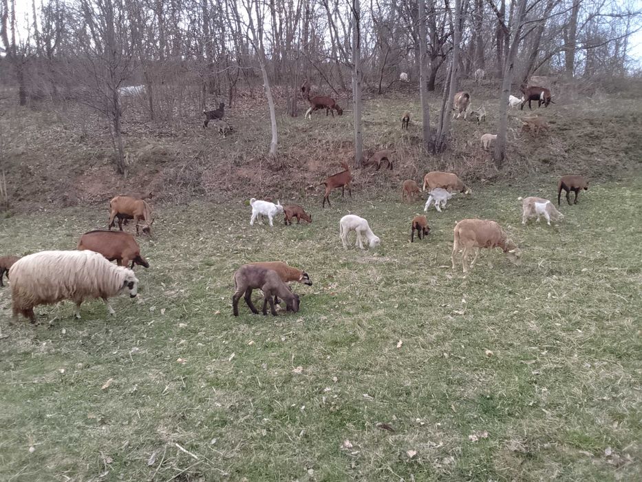 Miei, iezi, berbeci, tapi si capre, rase de carne si de lapte