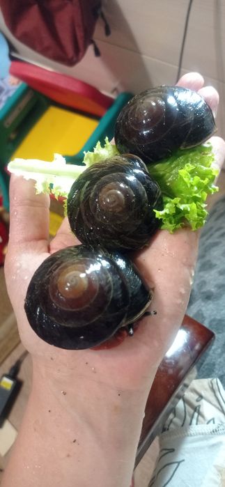 Улитки. Экселенсы. Половозрелые.