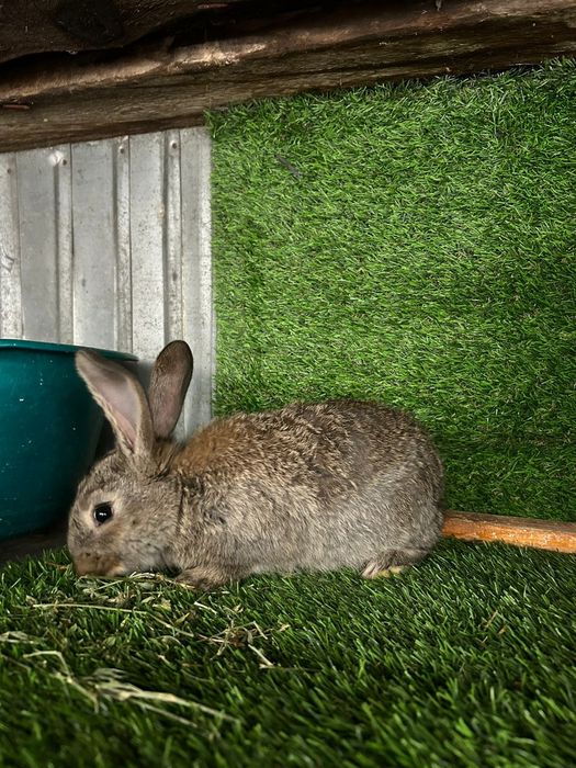 Продам двухмесячных крольчат фландер