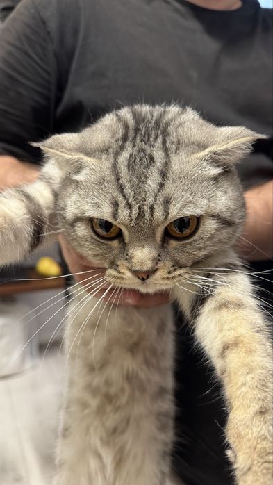 Шотландская кошка