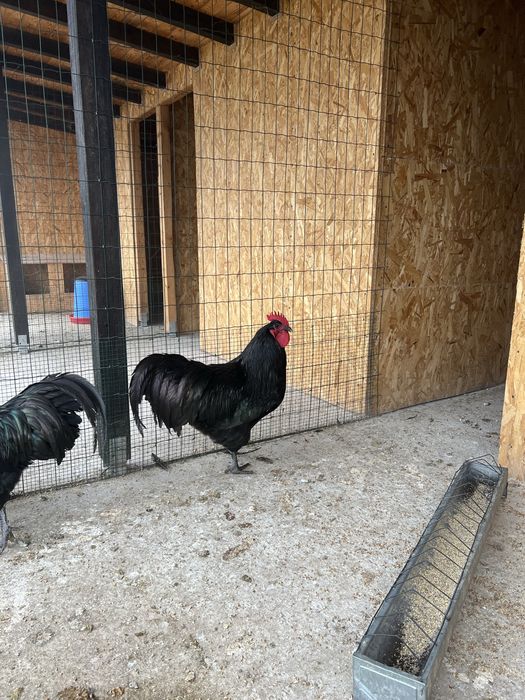 Cocoș negru australorp 2025