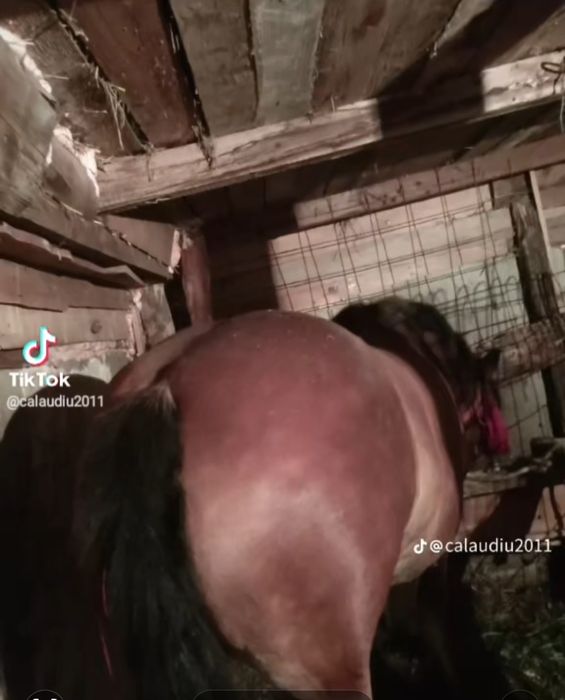 De vânzare iapa  de ham