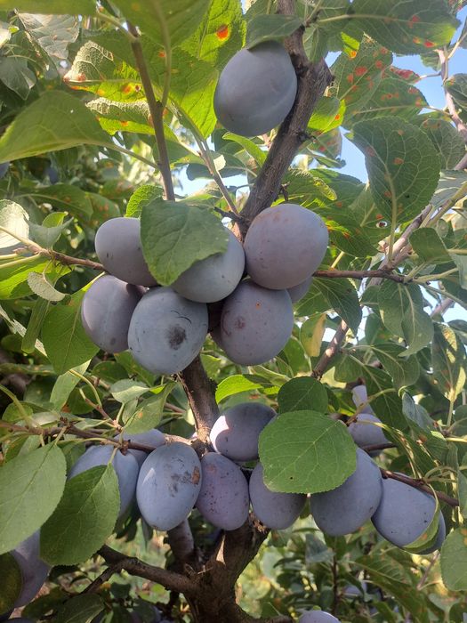 Prune de masă centenar