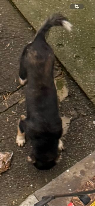 Собачка-девочка в добрые руки