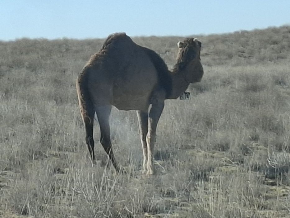 Жас түйе сатылады