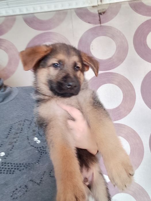 Продам щенков немецкой овчарки