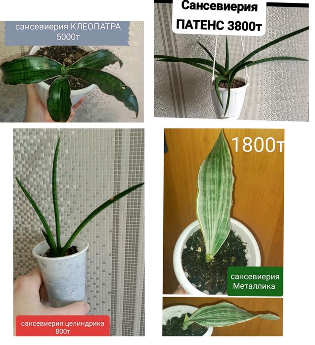 Сциндпсус ЕЛИСЕЙСКИЕ ПОЛЯ 15000т