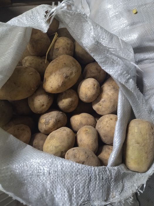 Картофель оптом.