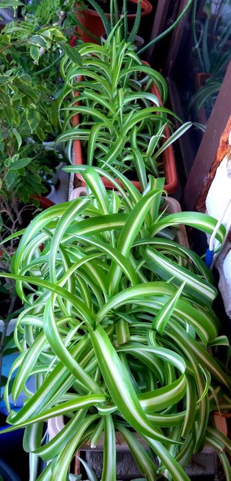 Продам комнатные цветы