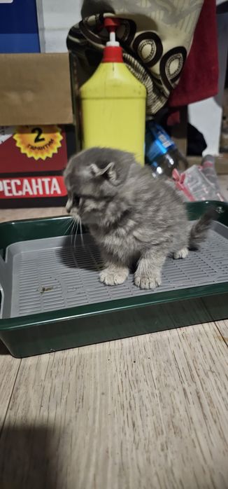 Продам котёнка мальчик