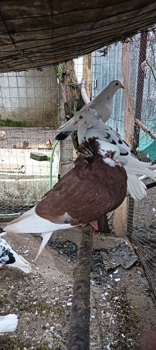 Rațe Smarald , Porumbeii Capucini și Rațe Olandezei