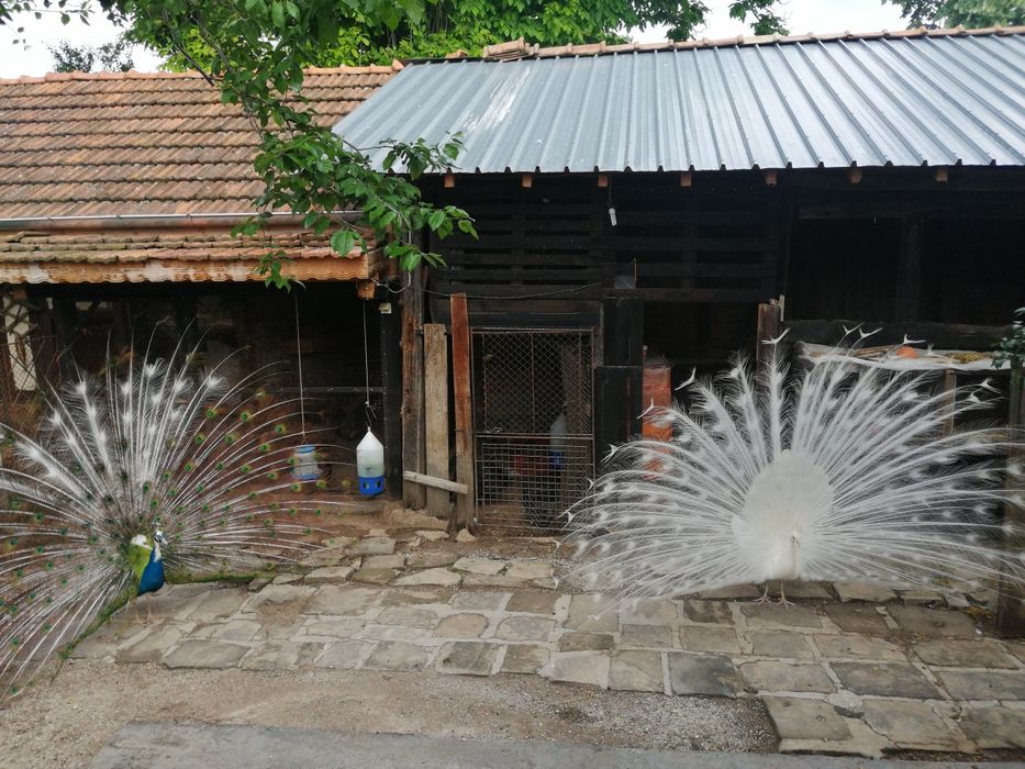 Шарени птици арлекини