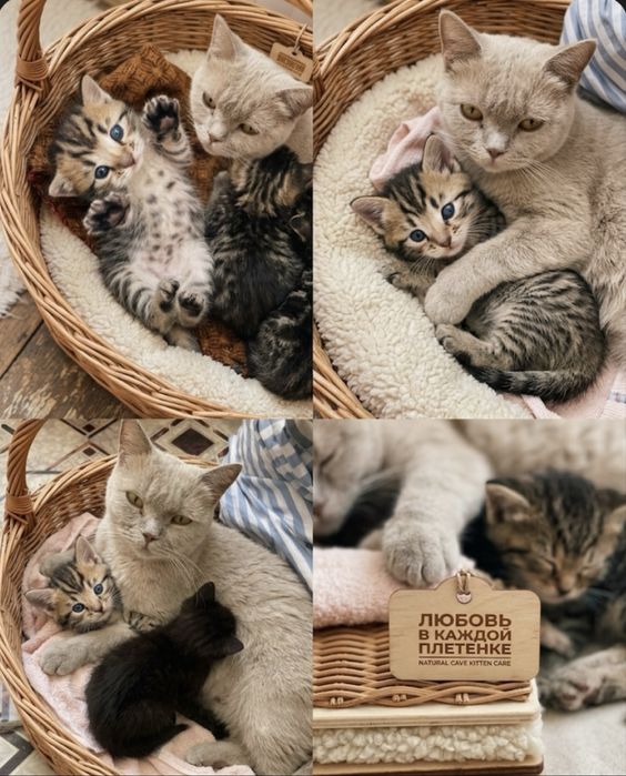 Пародистый котенок