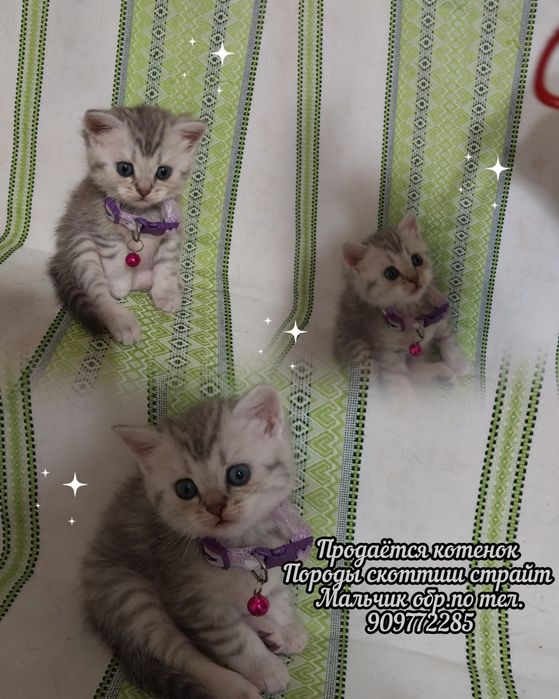 Продаётся   котенок  породы  скоттиш  страйт