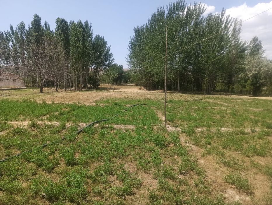 Кошработ туманида 30/35 сотхли ер сотилади 35000$ келишилади