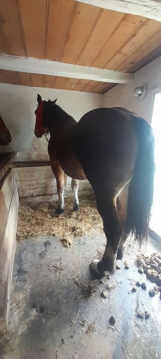 Vand manza invatata la ham