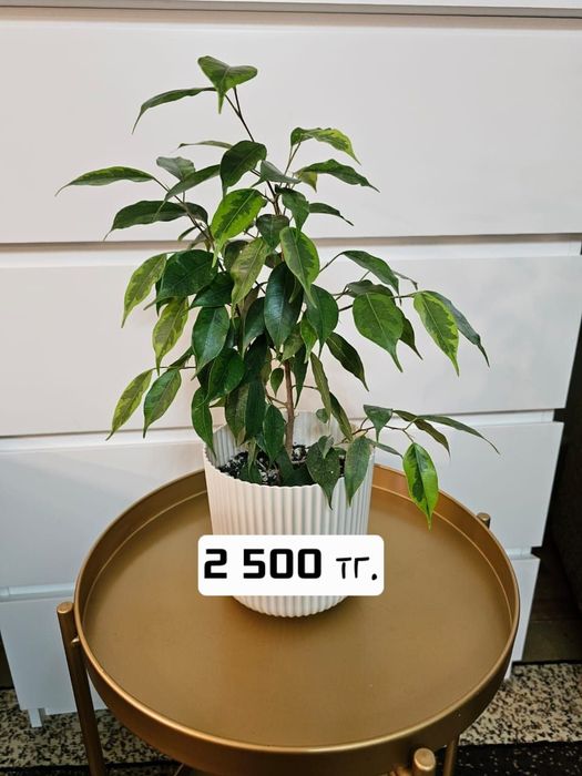 Продам комнатные растения.