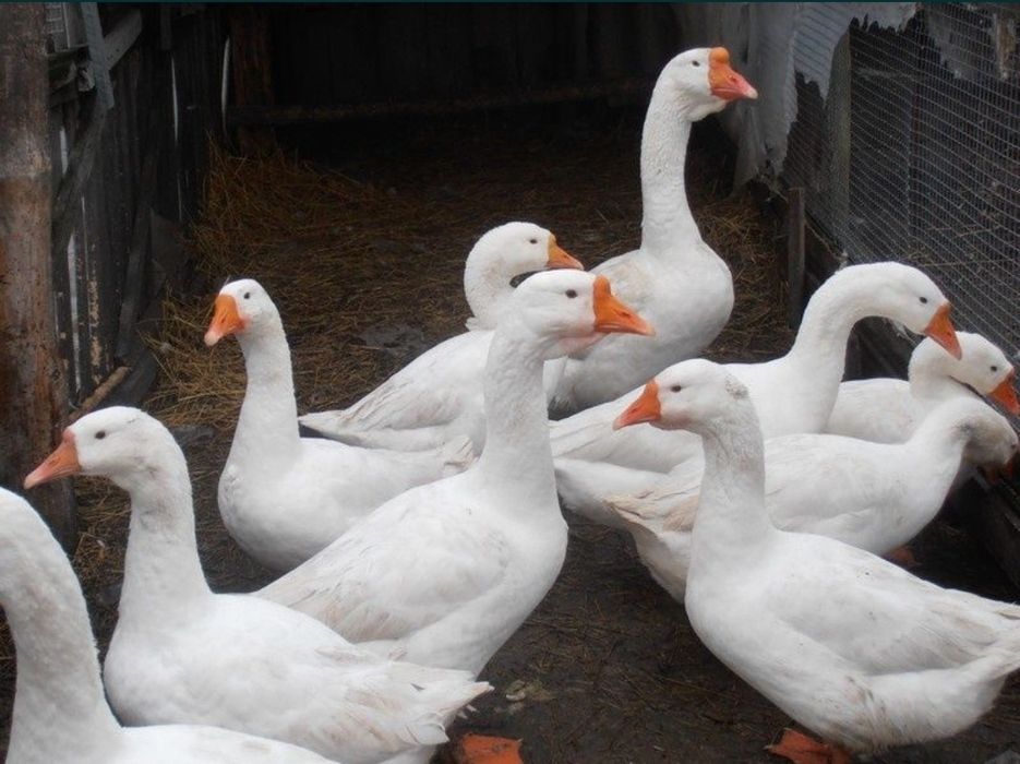 Пух гусиный Утиные