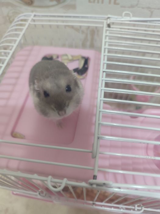 Продам джунгарского хомяка умная девочка