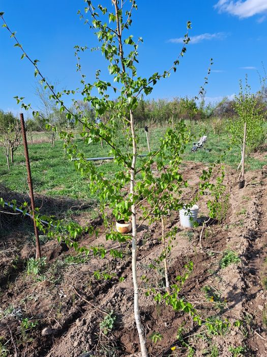 Продам березы,и голубые ели до 5 метров