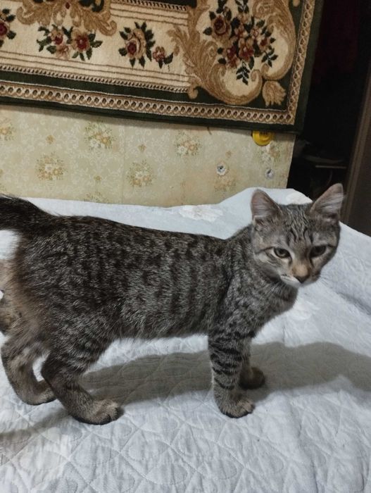 Котята ищут новый дом