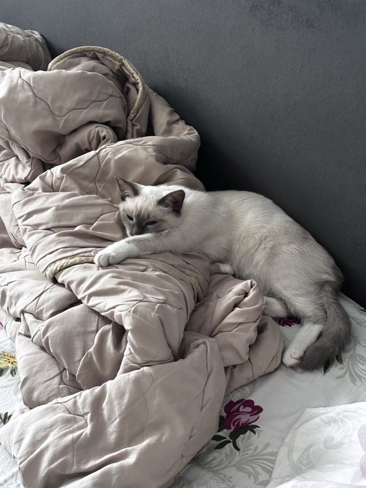 Котенок девочка ищет сеью