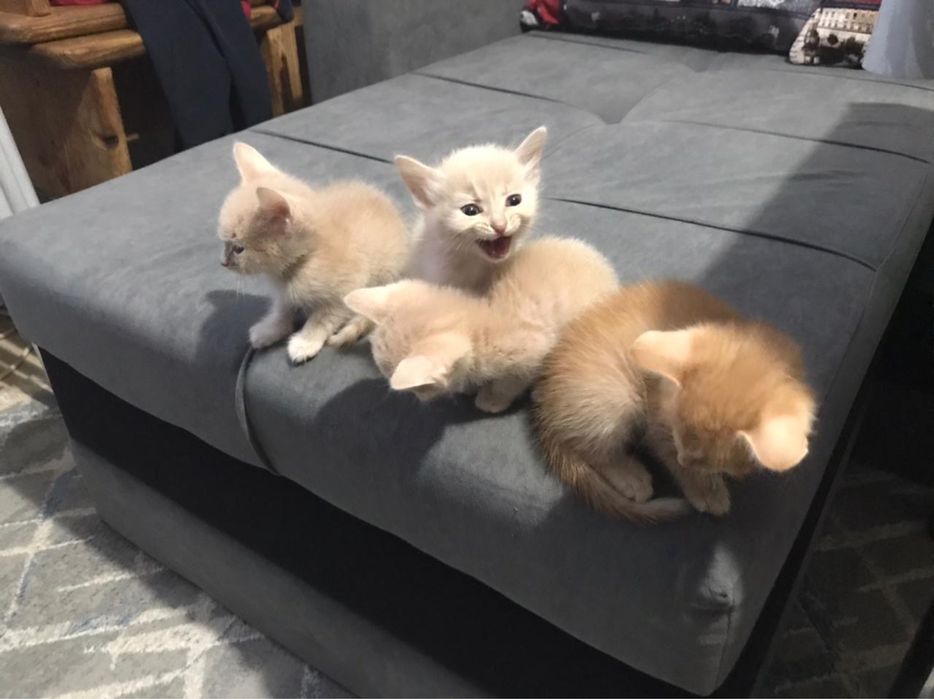 Отдам котят в добрые руки